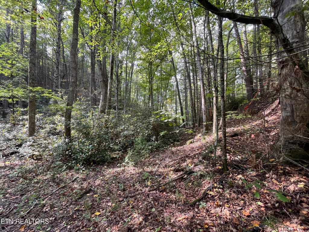 Photo of 16 Steer Creek Rd, Tellico Plains, TN 37385 (MLS # 1278810)