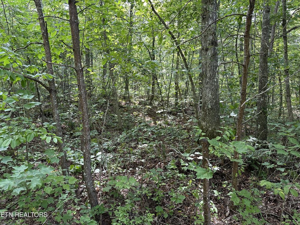 Photo of Anthony Rd, Deer Lodge, TN 37726 (MLS # 1274076)
