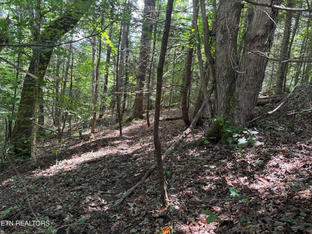Photo of Cove Hollow Rd, Cosby, TN 37722 (MLS # 1305189)