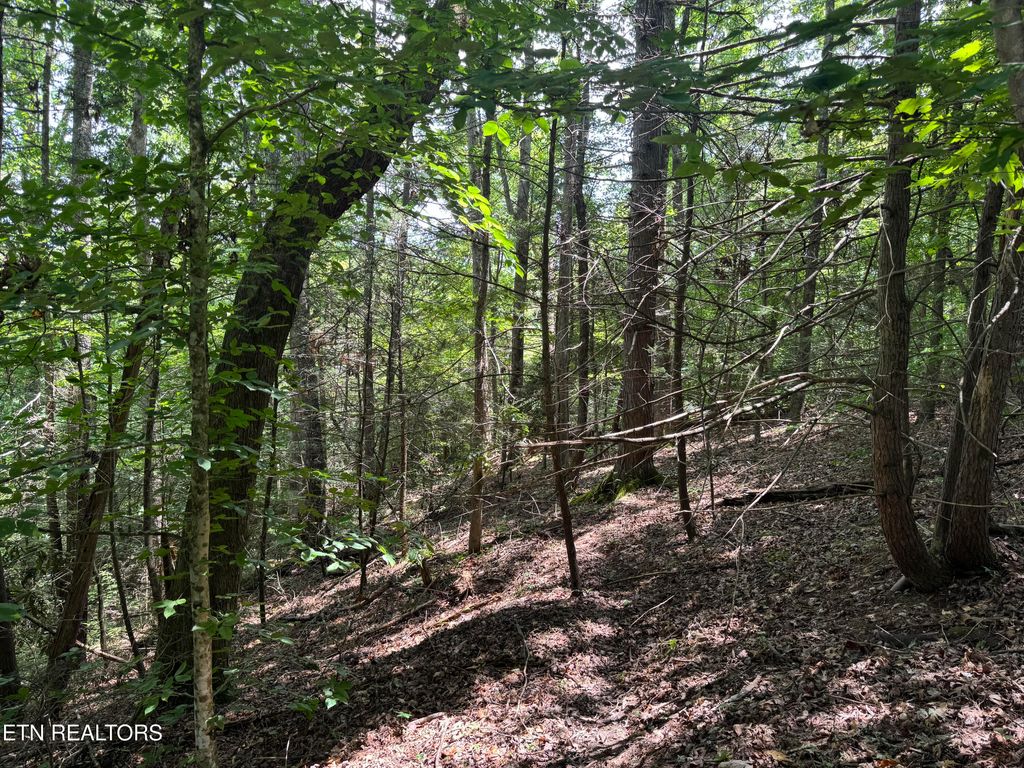 Photo of Cove Hollow Rd, Cosby, TN 37722 (MLS # 1305189)
