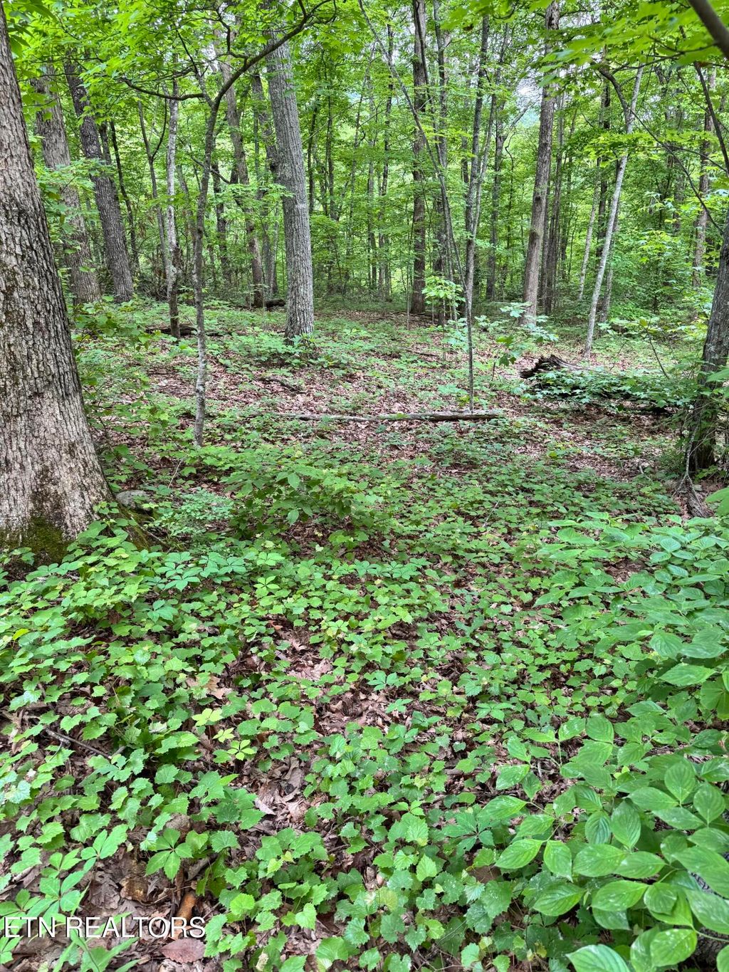 Photo of Prettiest Sunset Way #Lot 3, Seymour, TN 37865 (MLS # 1333821)