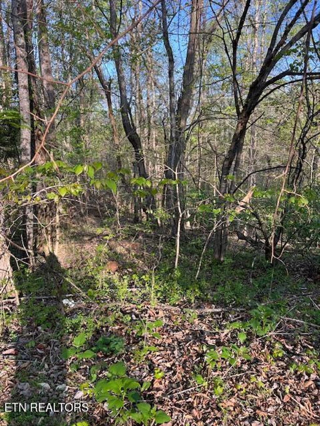 Photo of Pine Hollow Rd, Jacksboro, TN 37757 (MLS # 1336111)