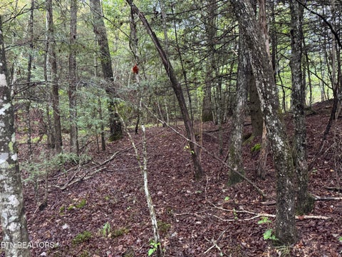 Tiny photo for Davis Rd, Deer Lodge, TN 37726 (MLS # 1355541)
