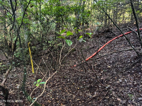 Tiny photo for Davis Rd, Deer Lodge, TN 37726 (MLS # 1355541)