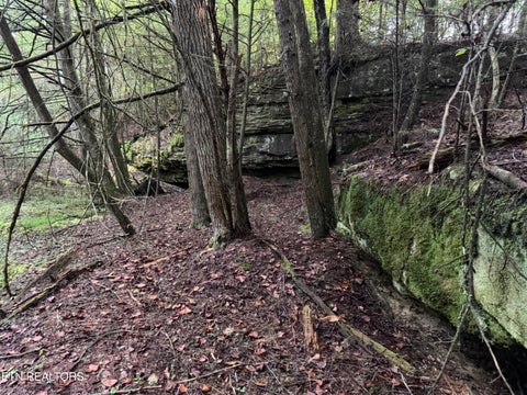 Tiny photo for Davis Rd, Deer Lodge, TN 37726 (MLS # 1355541)
