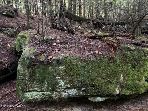 Tiny photo for Davis Rd, Deer Lodge, TN 37726 (MLS # 1355541)
