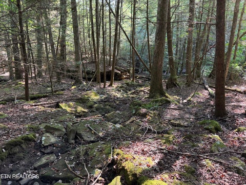 Tiny photo for Davis Rd, Deer Lodge, TN 37726 (MLS # 1355541)