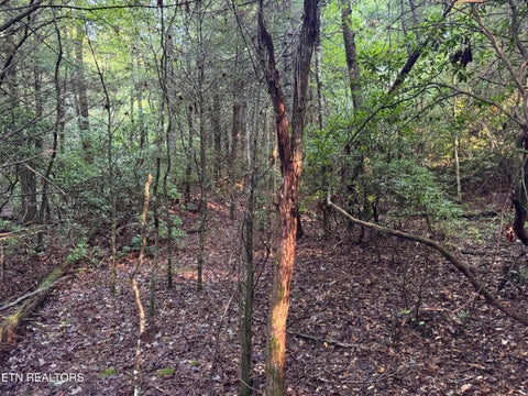 Tiny photo for Davis Rd, Deer Lodge, TN 37726 (MLS # 1355541)