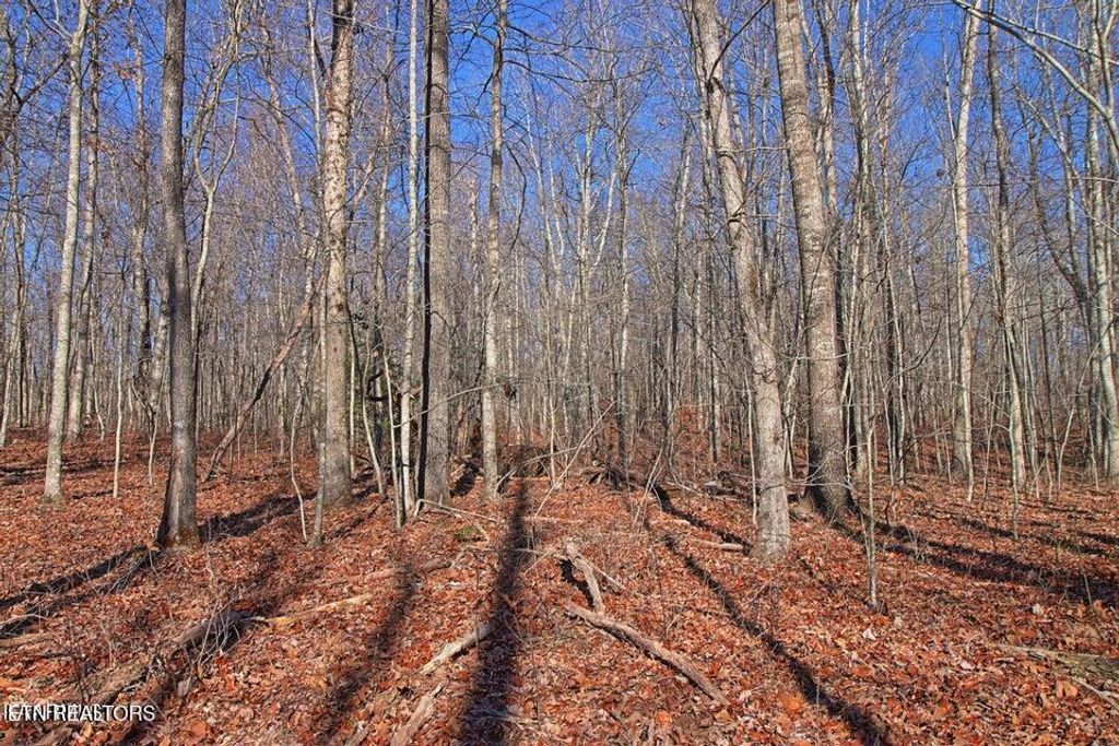 Photo of 72 Acres Cole Place Rd, Allardt, TN 38504 (MLS # 1326254)