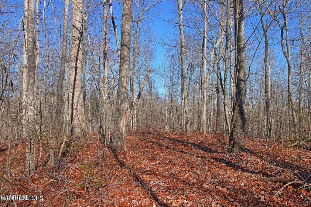Photo of 72 Acres Cole Place Rd, Allardt, TN 38504 (MLS # 1326254)