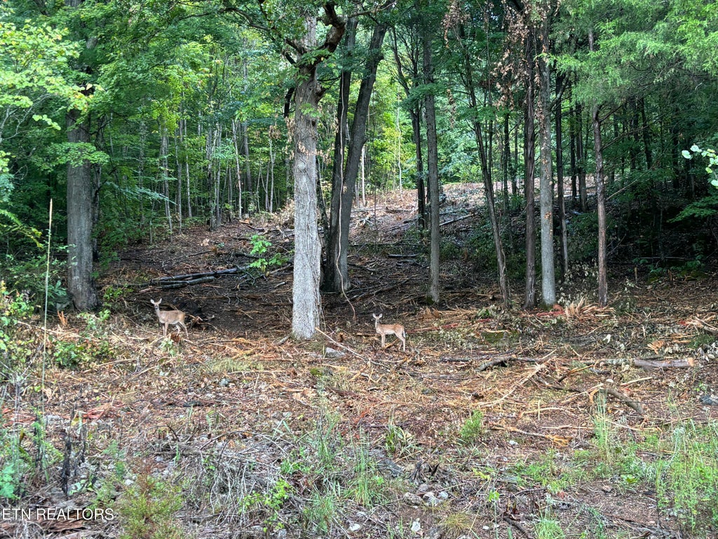 Photo of Highland Trace Rd, Sharps Chapel, TN 37866 (MLS # 1329603)