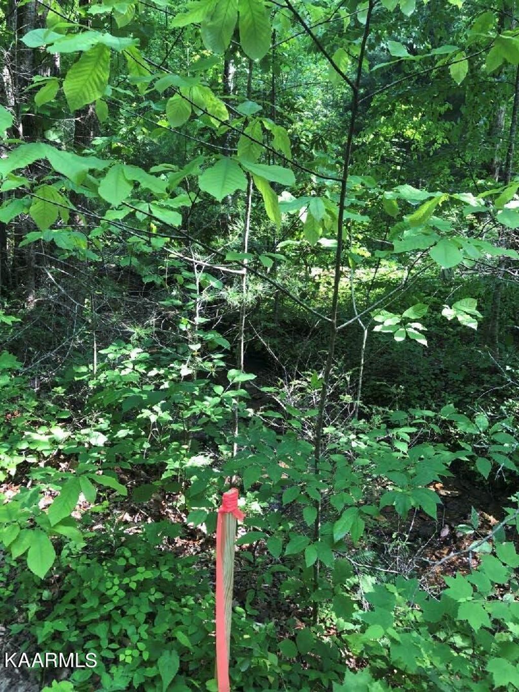 Photo of Carrs Creek Rd, Townsend, TN 37882 (MLS # 1228008)