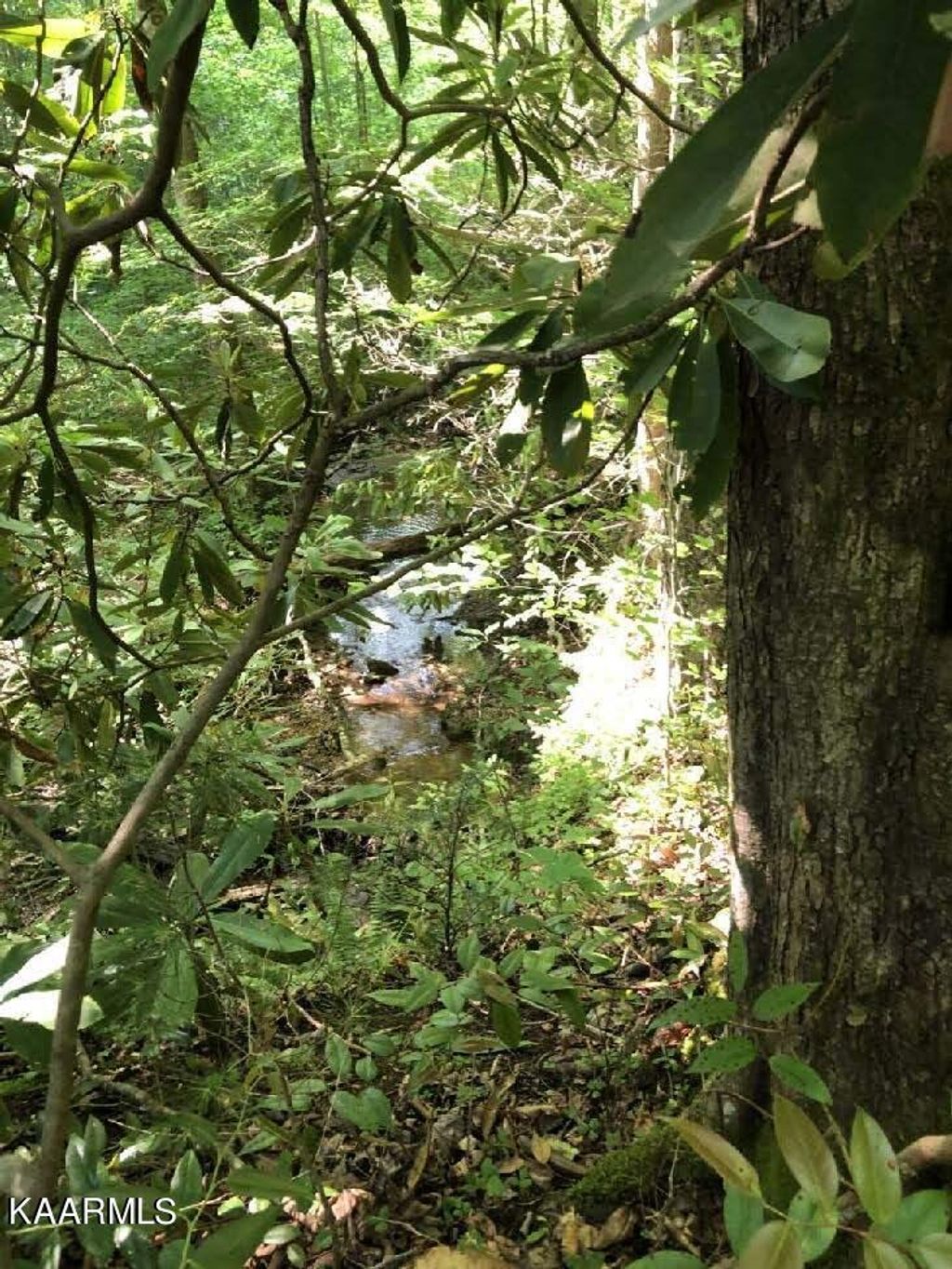 Photo of Carrs Creek Rd, Townsend, TN 37882 (MLS # 1228008)