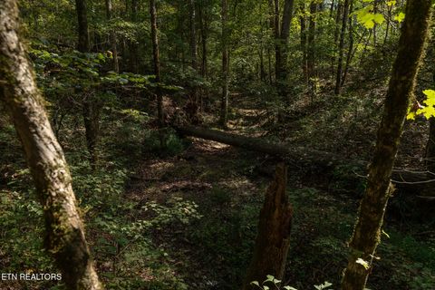 Tiny photo for 242 Lewis lane Lane, Blaine, TN 37709 (MLS # 1317875)