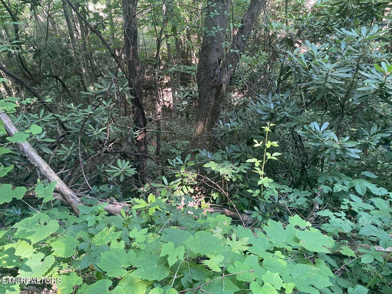 Lot 1 Sycamore St
