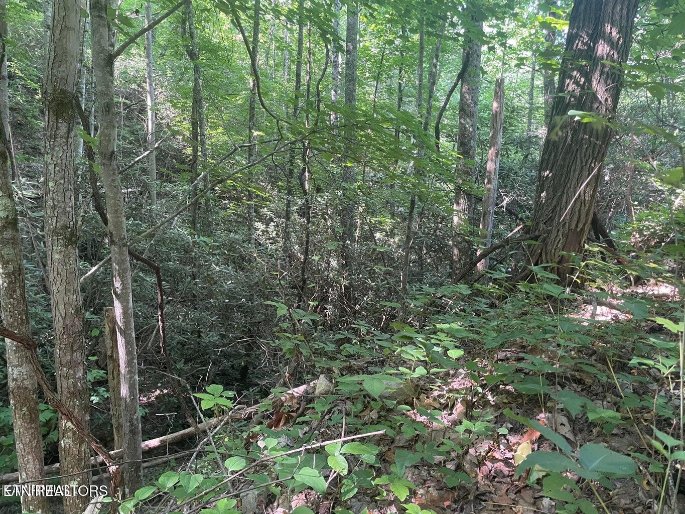 Lot 1 Sycamore St