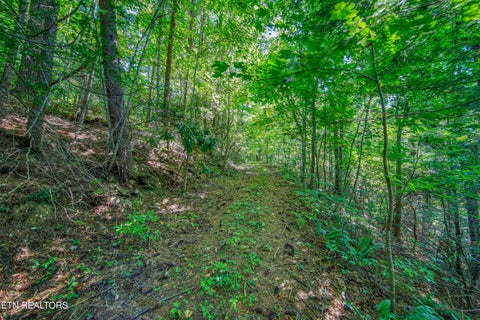 Tiny photo for Belcher Loop, Tellico Plains, TN 37385 (MLS # 1355984)