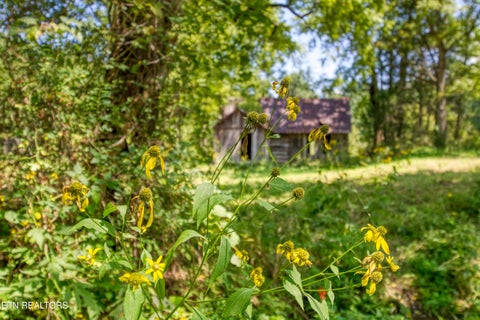 Tiny photo for Belcher Loop, Tellico Plains, TN 37385 (MLS # 1355984)