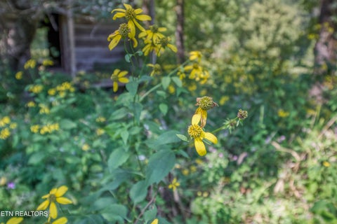 Tiny photo for Belcher Loop, Tellico Plains, TN 37385 (MLS # 1355984)