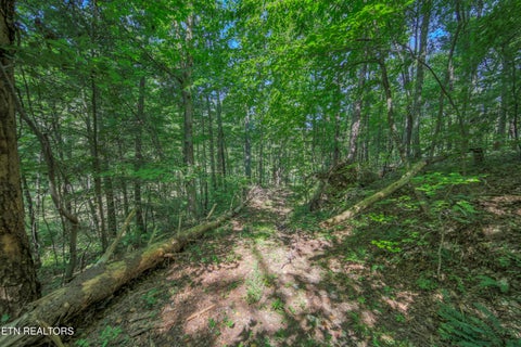 Tiny photo for Belcher Loop, Tellico Plains, TN 37385 (MLS # 1355984)
