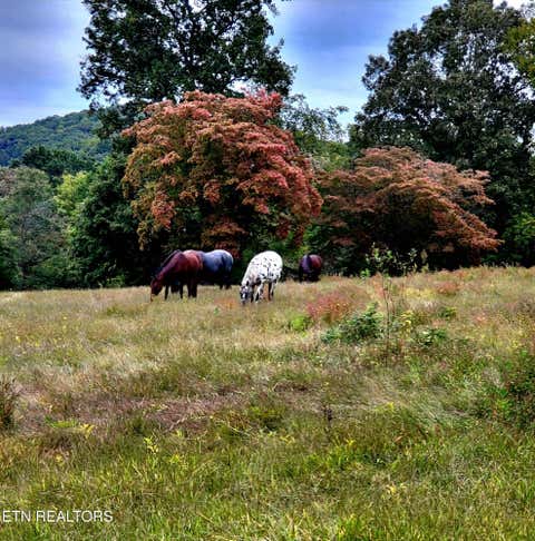 Tiny photo for 2143 Everett Rd, Knoxville, TN 37932 (MLS # 1311237)