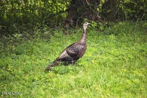 Tiny photo for 2950 Grassy Branch Loop, Sevierville, TN 37876 (MLS # 1348738)