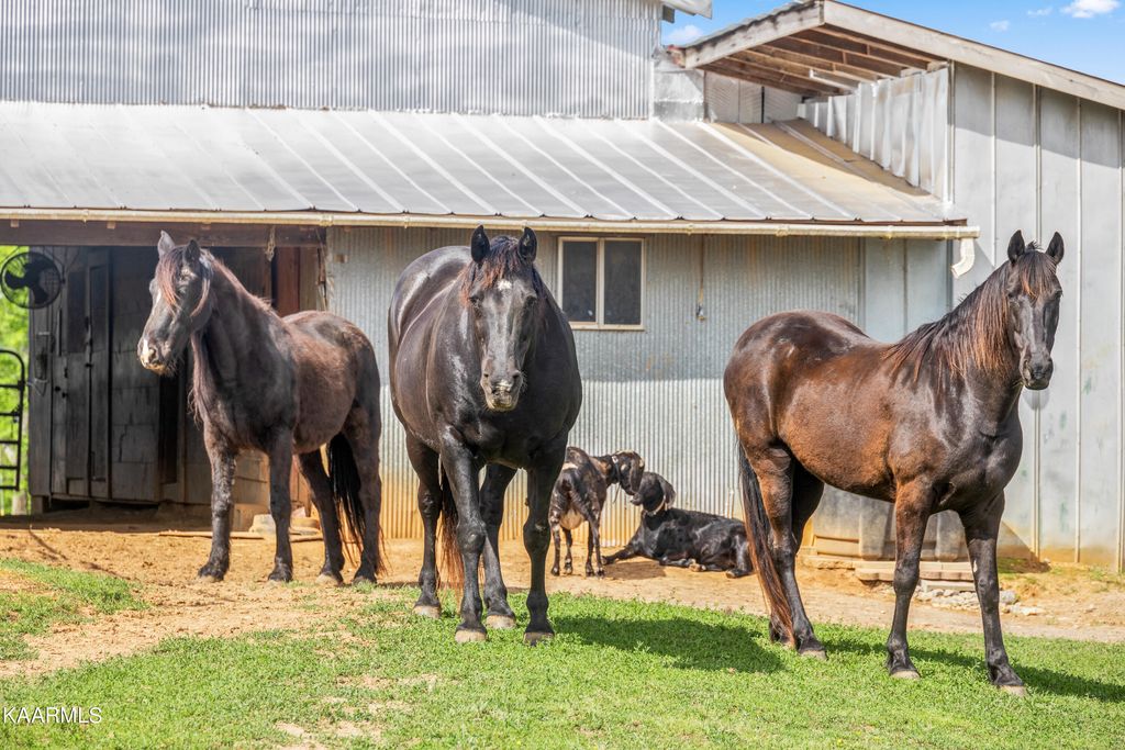 Photo of 3308 Blue Springs Rd, Strawberry Plains, TN 37871 (MLS # 1225953)