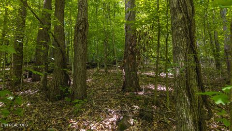 Tiny photo for 187 Cottage Lane, New Tazewell, TN 37825 (MLS # 1333120)