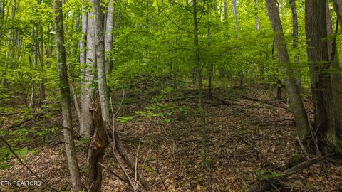 Tiny photo for 187 Cottage Lane, New Tazewell, TN 37825 (MLS # 1333120)