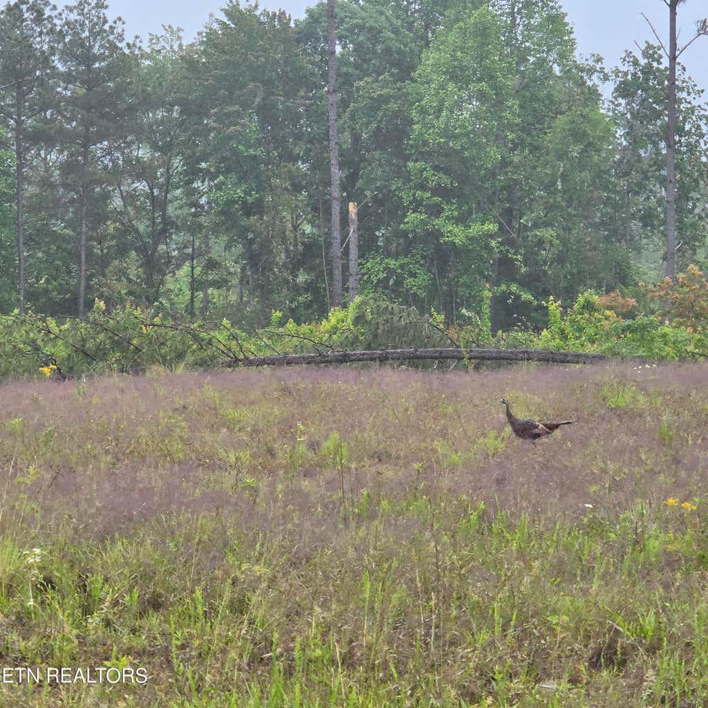 Photo of 668 W. Robbins Rd, Robbins, TN 37852 (MLS # 1305390)
