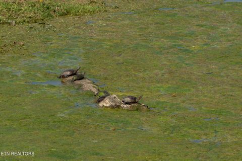 Tiny photo for 877 Eslinger Rd, New Market, TN 37820 (MLS # 1335298)