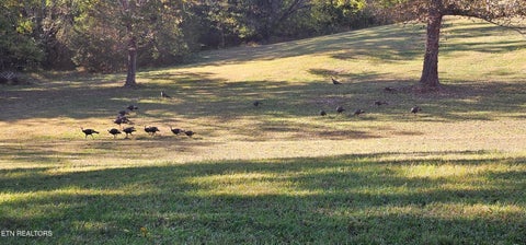 Tiny photo for 4635 Craigs Chapel Rd, Greenback, TN 37742 (MLS # 1359854)
