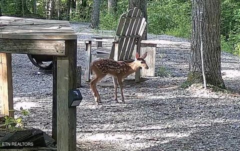 Tiny photo for 1011 Carrs Creek Rd, Townsend, TN 37882 (MLS # 1297970)