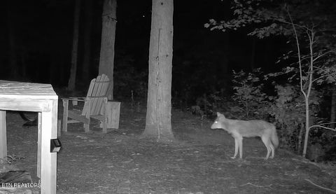 Tiny photo for 1011 Carrs Creek Rd, Townsend, TN 37882 (MLS # 1297970)