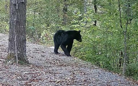 Tiny photo for 1011 Carrs Creek Rd, Townsend, TN 37882 (MLS # 1297970)