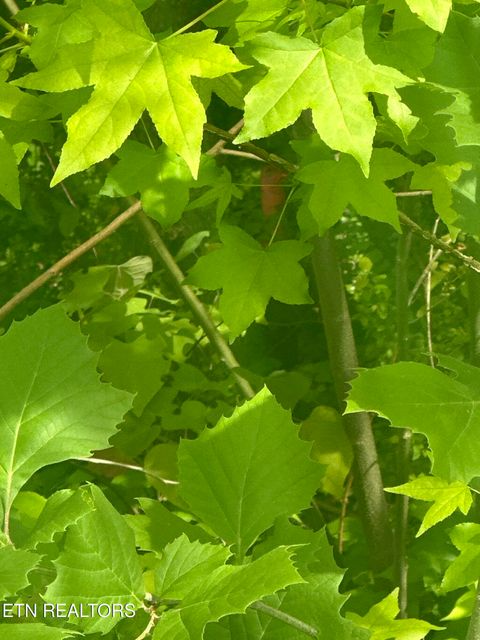Tiny photo for 519 Cherokee Orchard Rd, Gatlinburg, TN 37738 (MLS # 1339267)
