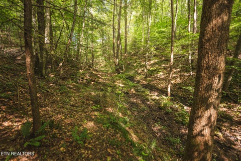 Tiny photo for Watson Hollow Rd, Speedwell, TN 37870 (MLS # 1354884)