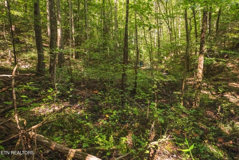 Tiny photo for Watson Hollow Rd, Speedwell, TN 37870 (MLS # 1354884)