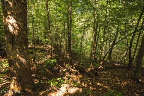 Tiny photo for Watson Hollow Rd, Speedwell, TN 37870 (MLS # 1354884)