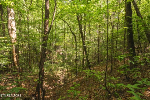 Tiny photo for Watson Hollow Rd, Speedwell, TN 37870 (MLS # 1354884)