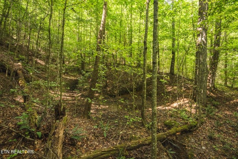Tiny photo for Watson Hollow Rd, Speedwell, TN 37870 (MLS # 1354884)