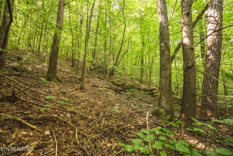 Tiny photo for Watson Hollow Rd, Speedwell, TN 37870 (MLS # 1354884)