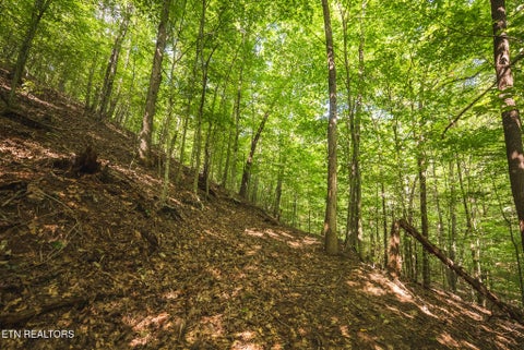 Tiny photo for Watson Hollow Rd, Speedwell, TN 37870 (MLS # 1354884)