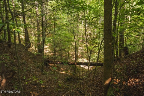 Tiny photo for Watson Hollow Rd, Speedwell, TN 37870 (MLS # 1354884)