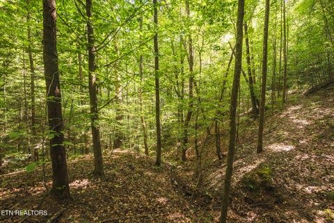 Tiny photo for Watson Hollow Rd, Speedwell, TN 37870 (MLS # 1354884)