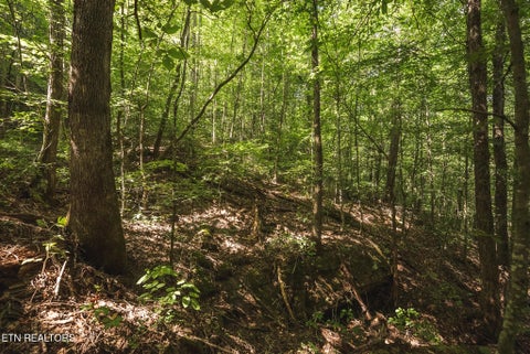 Tiny photo for Watson Hollow Rd, Speedwell, TN 37870 (MLS # 1354884)