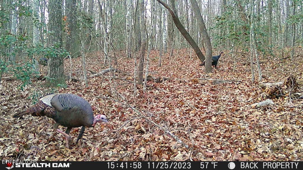 Photo of Smith Mountain Rd, Rockwood, TN 37854 (MLS # 1329884)