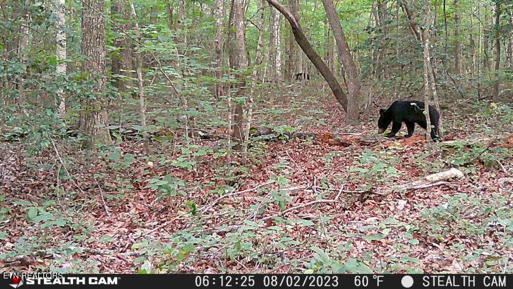 Photo of Smith Mountain Rd, Rockwood, TN 37854 (MLS # 1329884)