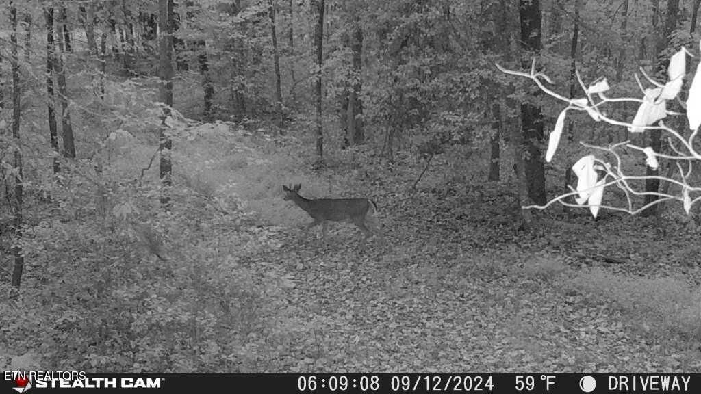 Photo of Smith Mountain Rd, Rockwood, TN 37854 (MLS # 1329884)