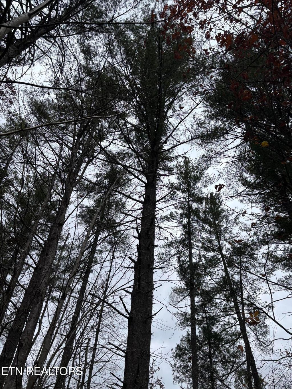 Photo of 167 Balfour Drive, Harriman, TN 37748 (MLS # 1321383)